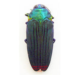 Colobogaster diviana (Peru)